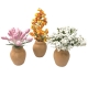 Set da 3 vasi con fiori per pastori da 7 a 15 cm