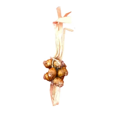 Ceppo cipolle per pastori da 7 e 10 cm